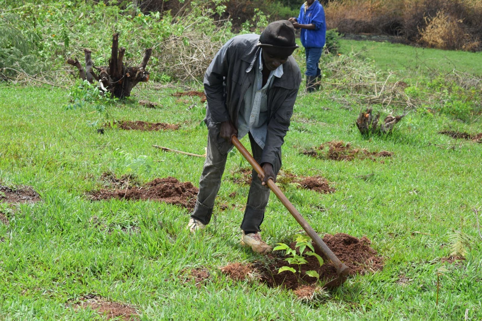 Aufforstung in der Usambara-Region, Tansania