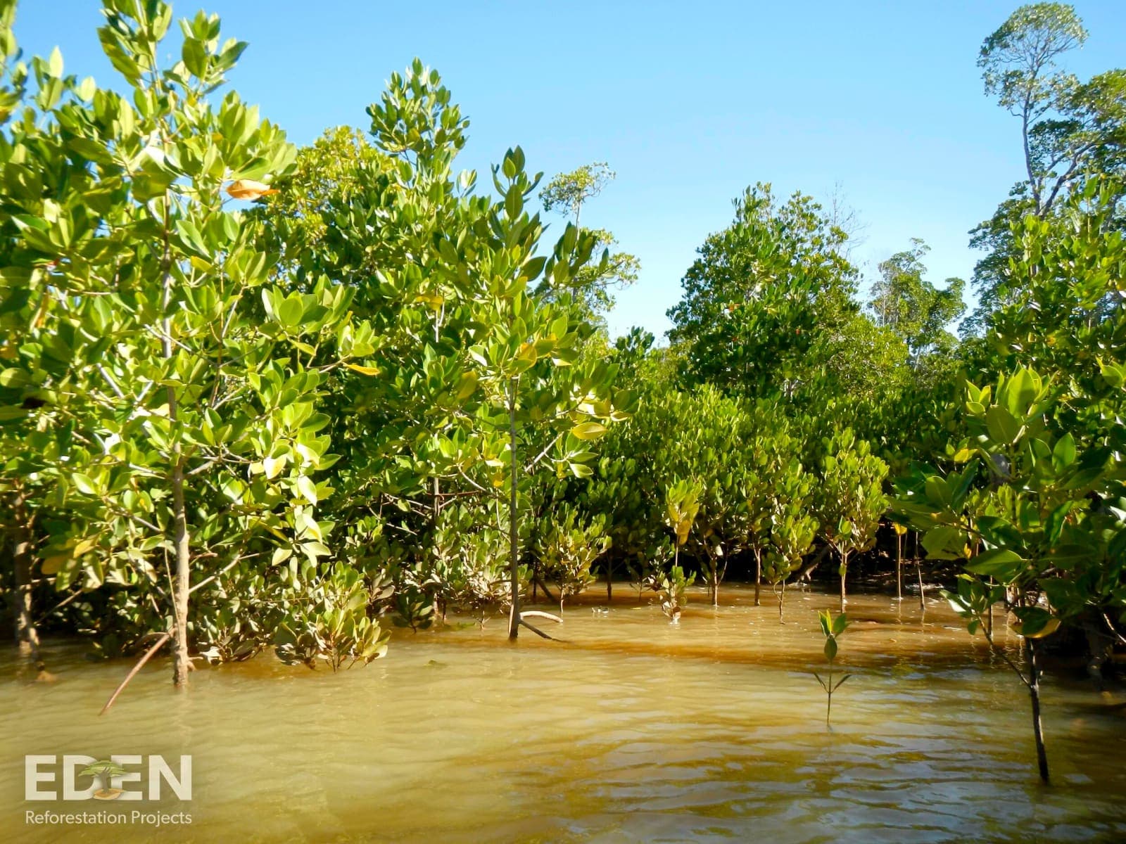 Junger Mangrovenwald in Madagaskar