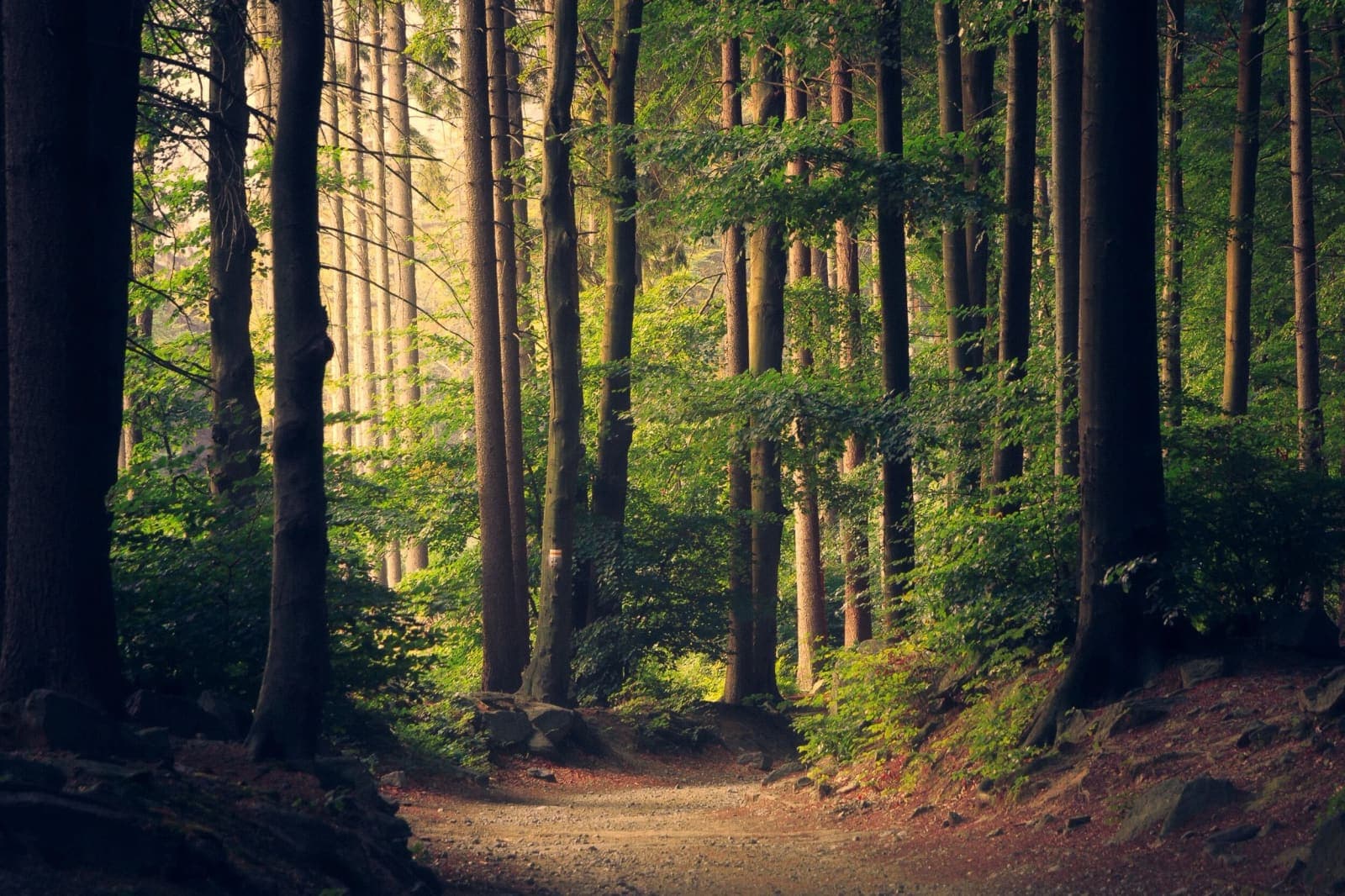 Dichter, gesunder Wald